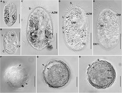 Characterization of a Novel Hypotrich Ciliate From Heavy Metal-Contaminated Industrial Outlet in Onsan, Ulsan, South Korea